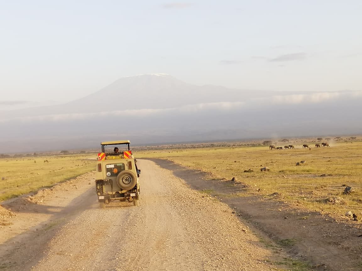 Zebra herd grazing on the Kenyan plains